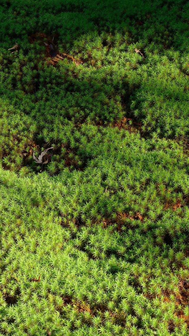 草地 綠色 護眼 4K專區 3822x2176壁紙