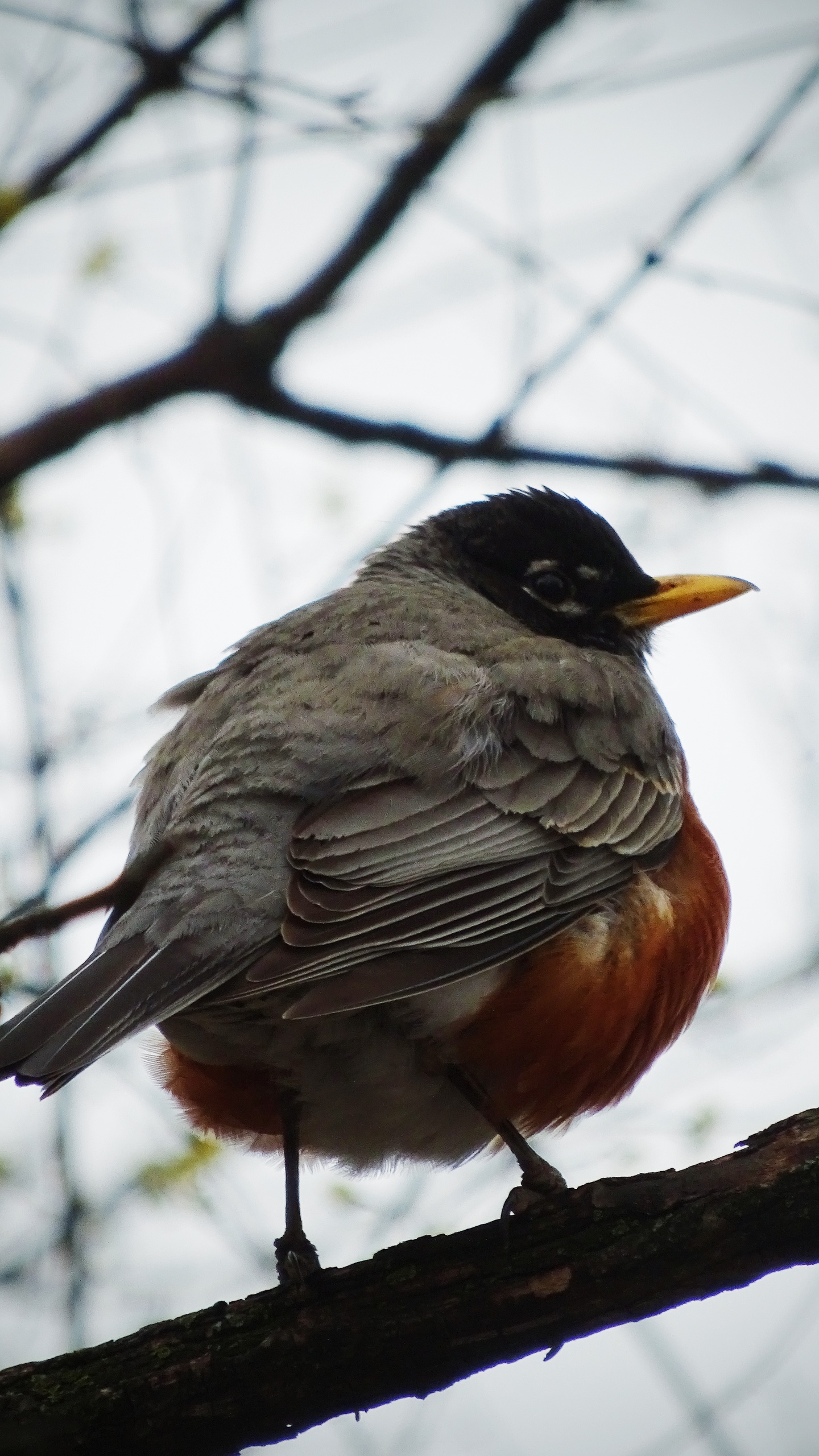 野生動物,鳥