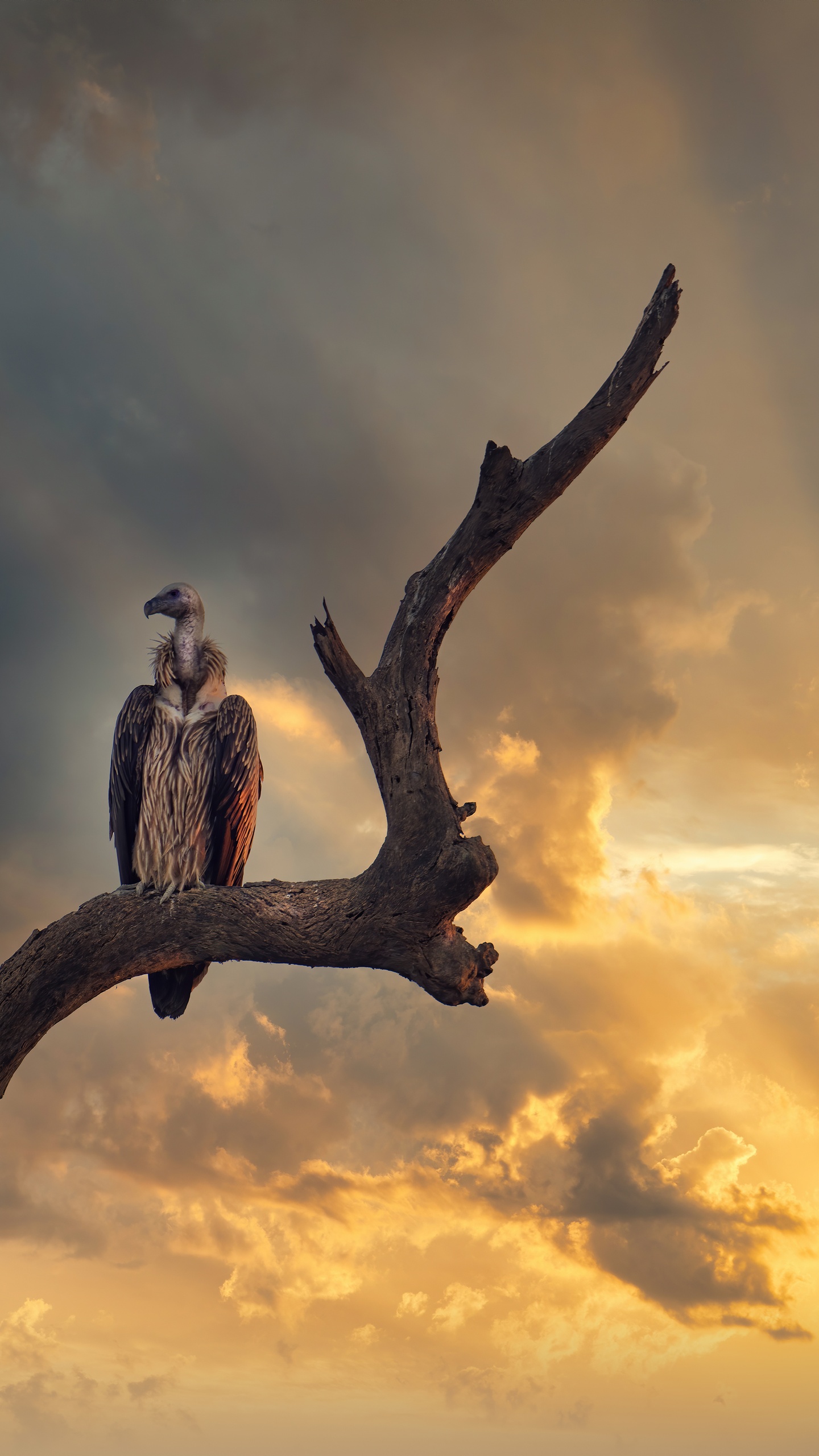 野生動物,鳥,鷹