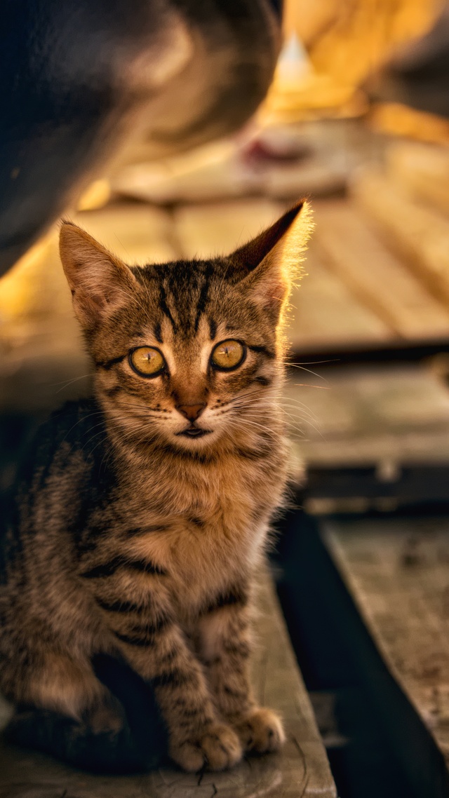 手机聊天背景图片萌宠,猫,可爱