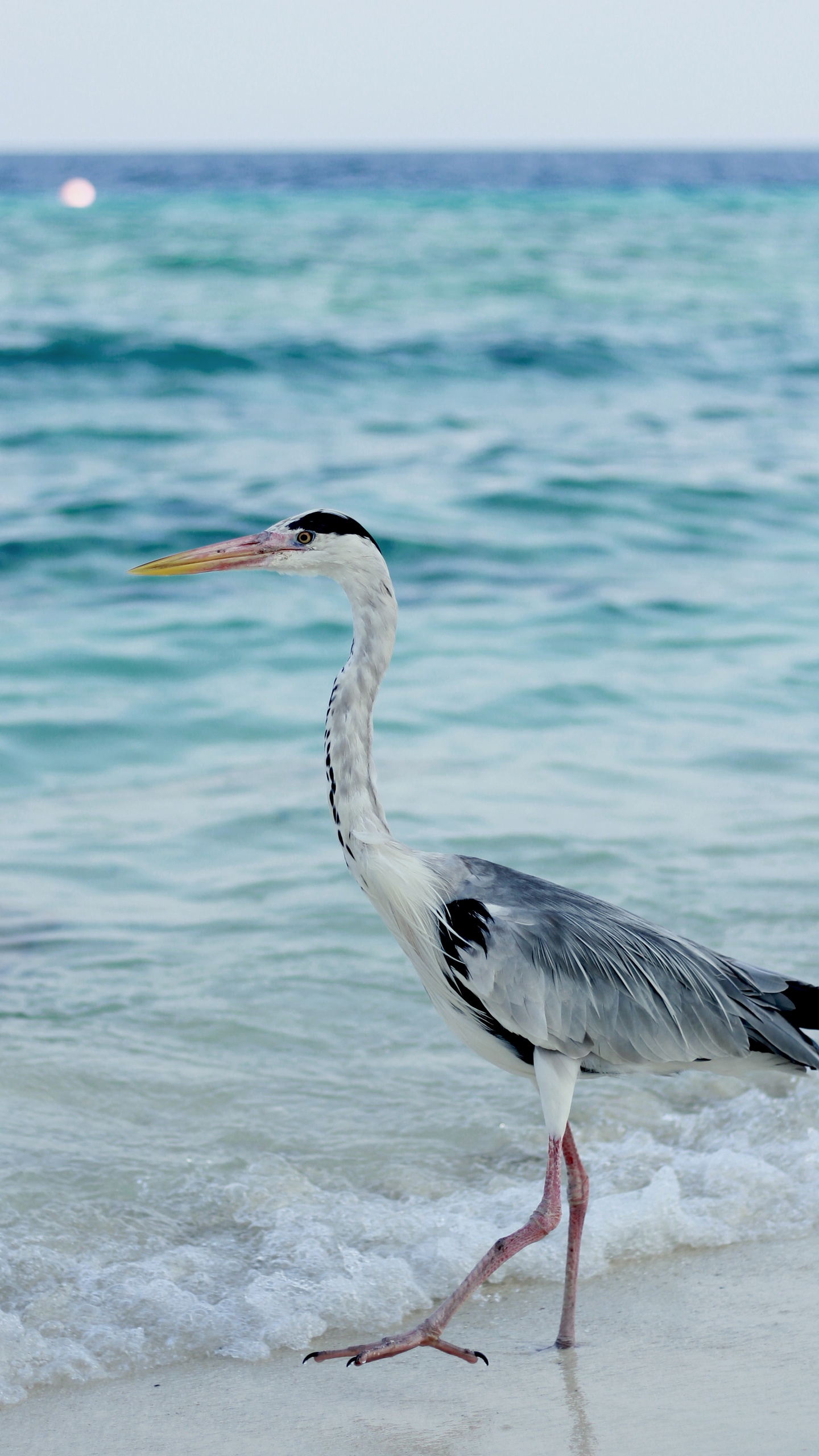 野生動物,鳥,水鳥