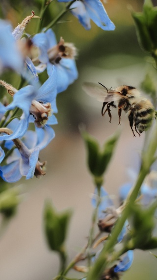 野生动物,蜜蜂