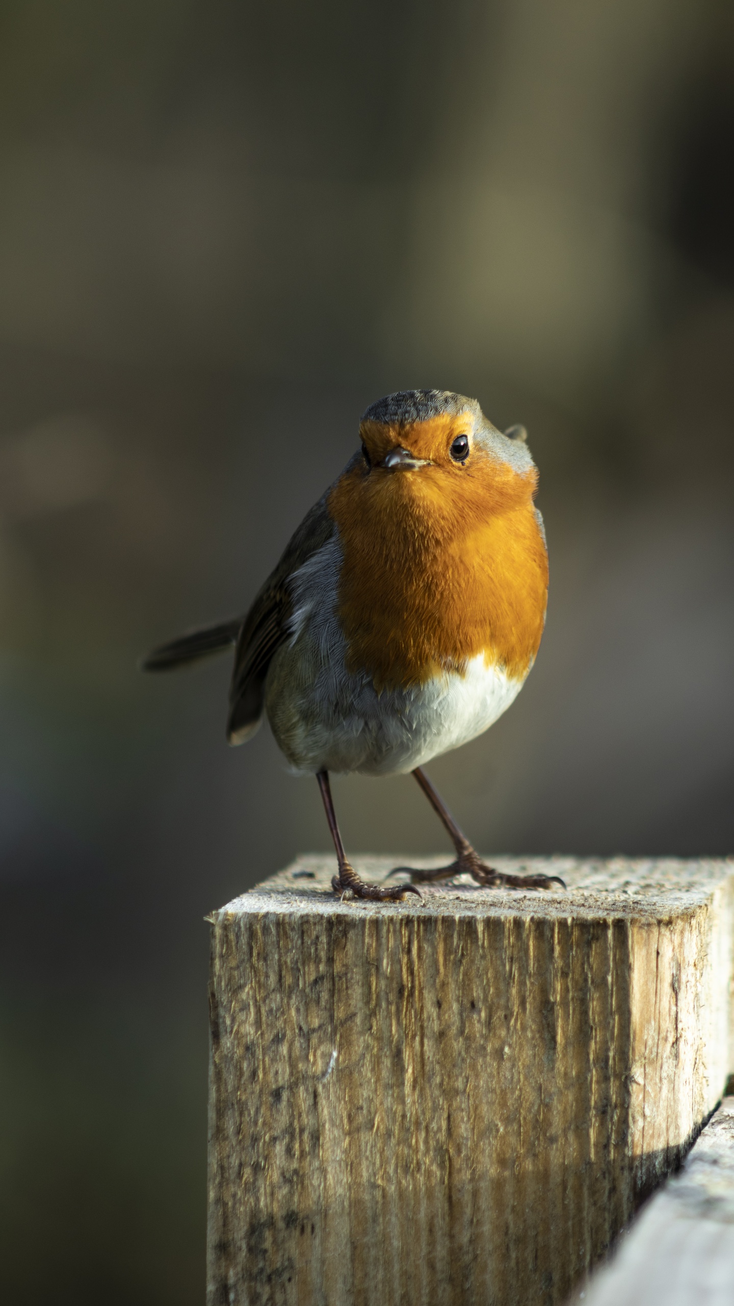 野生動物,鳥