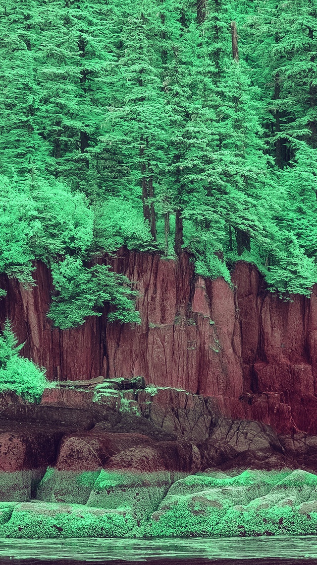 樹林,花草樹木