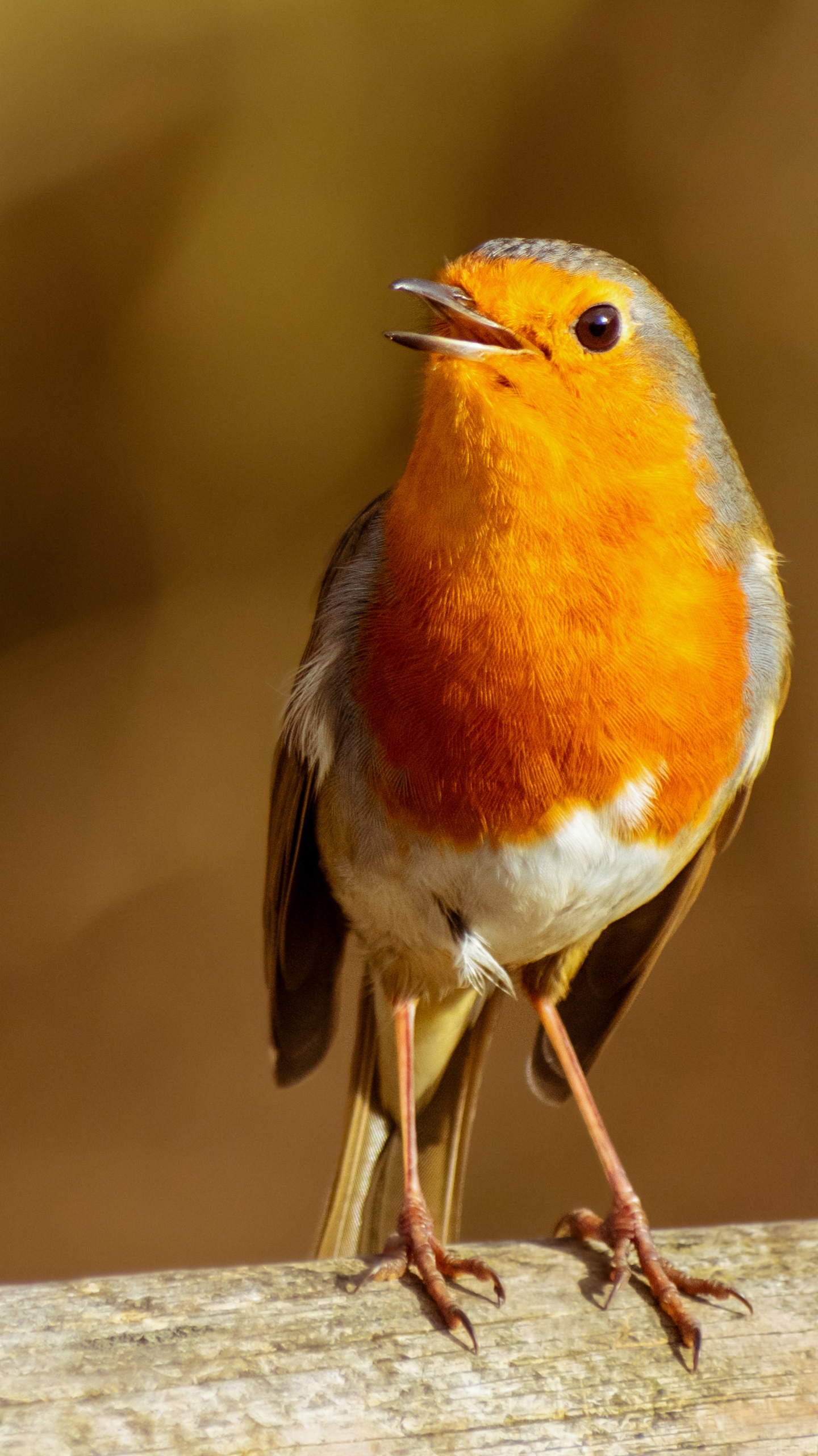 野生動物,鳥