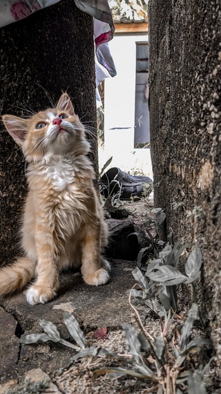 微信背景图片大全萌宠,猫,可爱