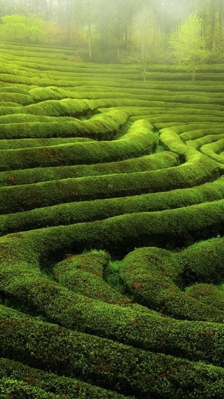 全面屏手机壁纸草原 护眼 梯田 树林 风景大片壁纸