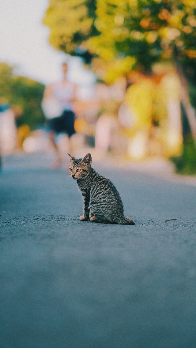 猫,动物