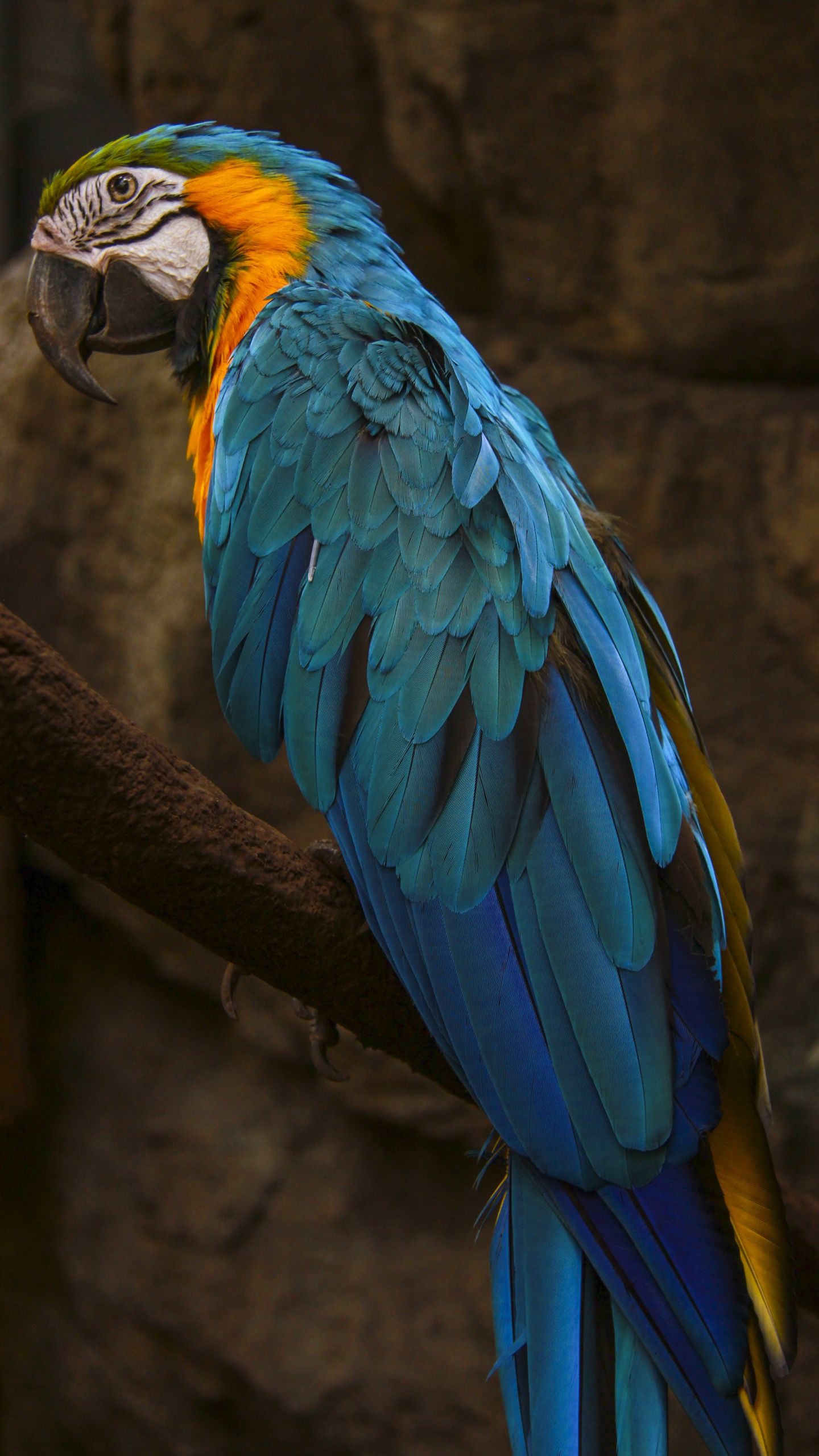 野生動物,鳥