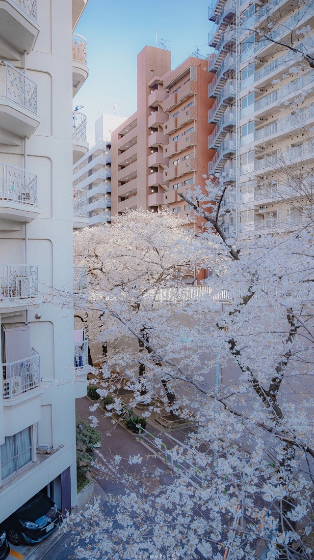 城市風光,櫻花