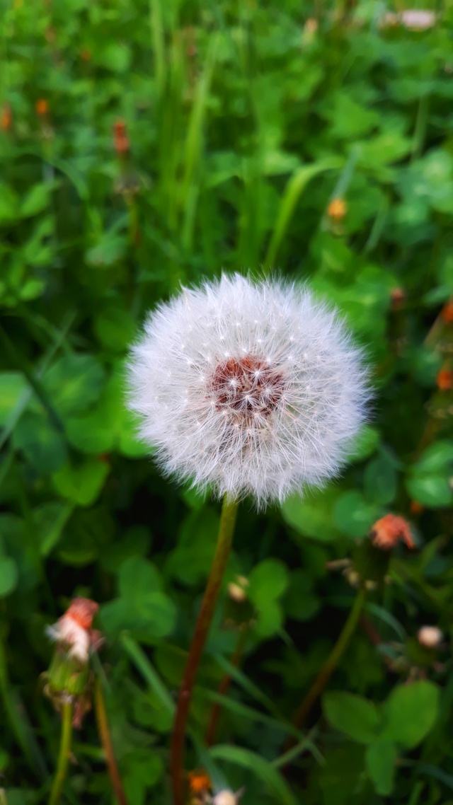 花草树木微信壁纸图