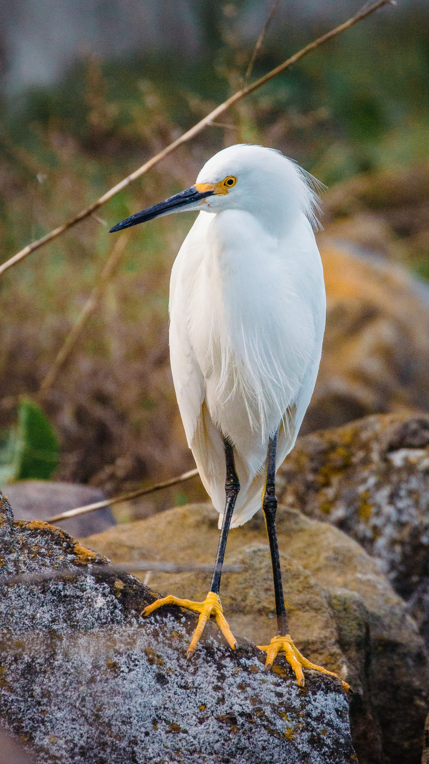 野生動物,鳥,水鳥