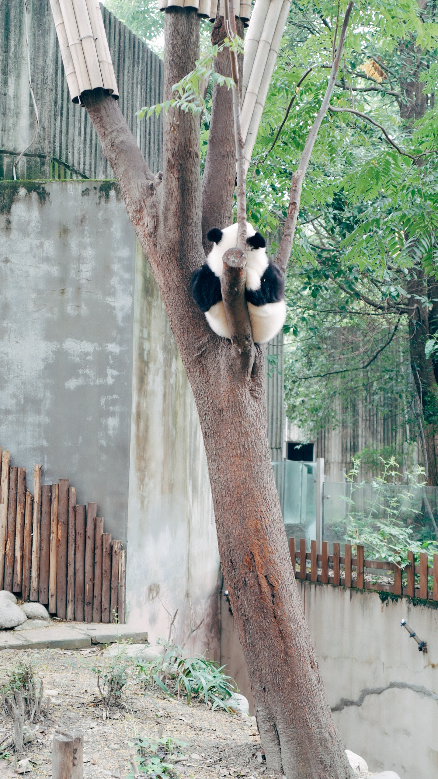 野生動物,熊貓