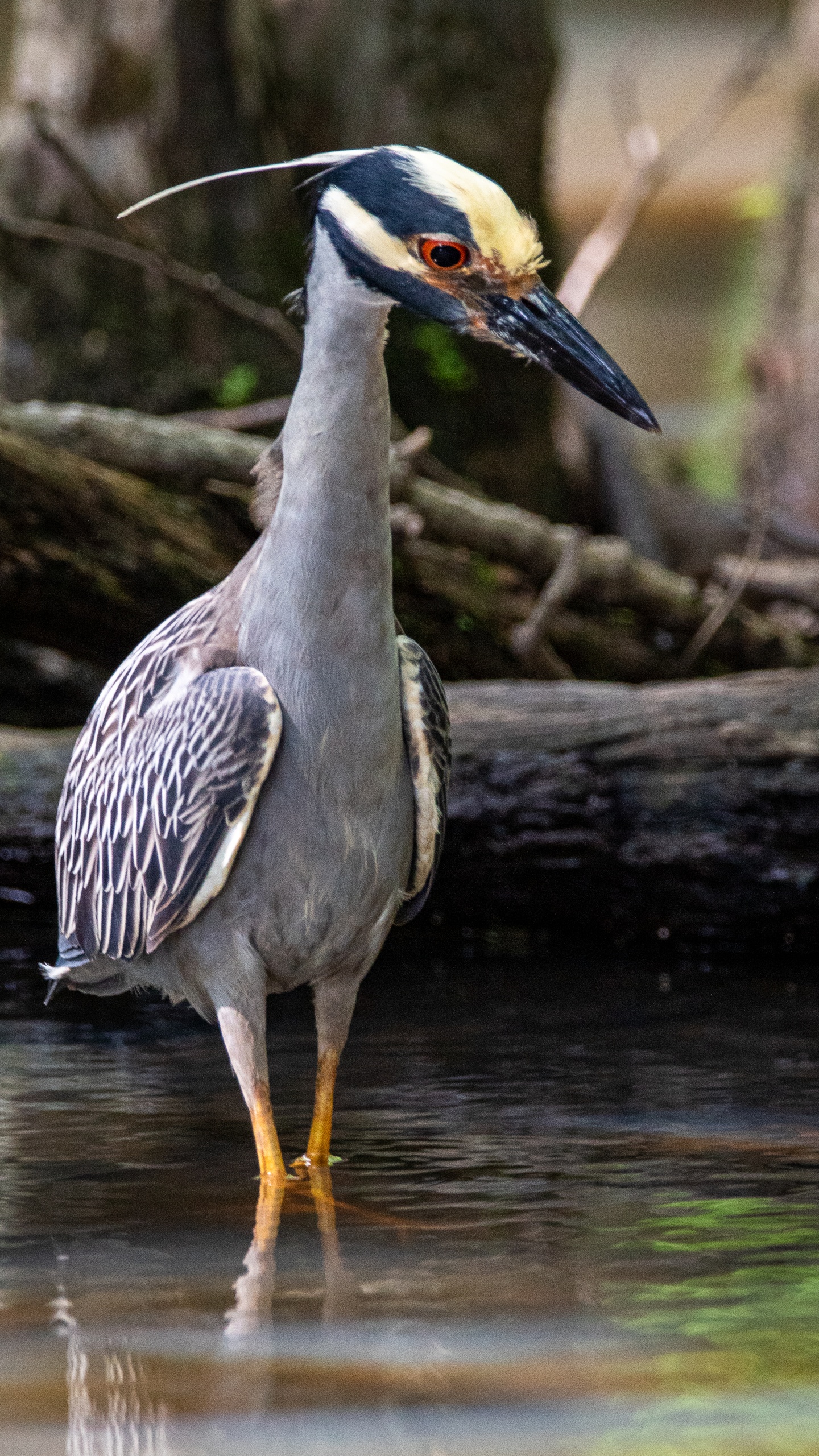 野生動物,鳥,水鳥