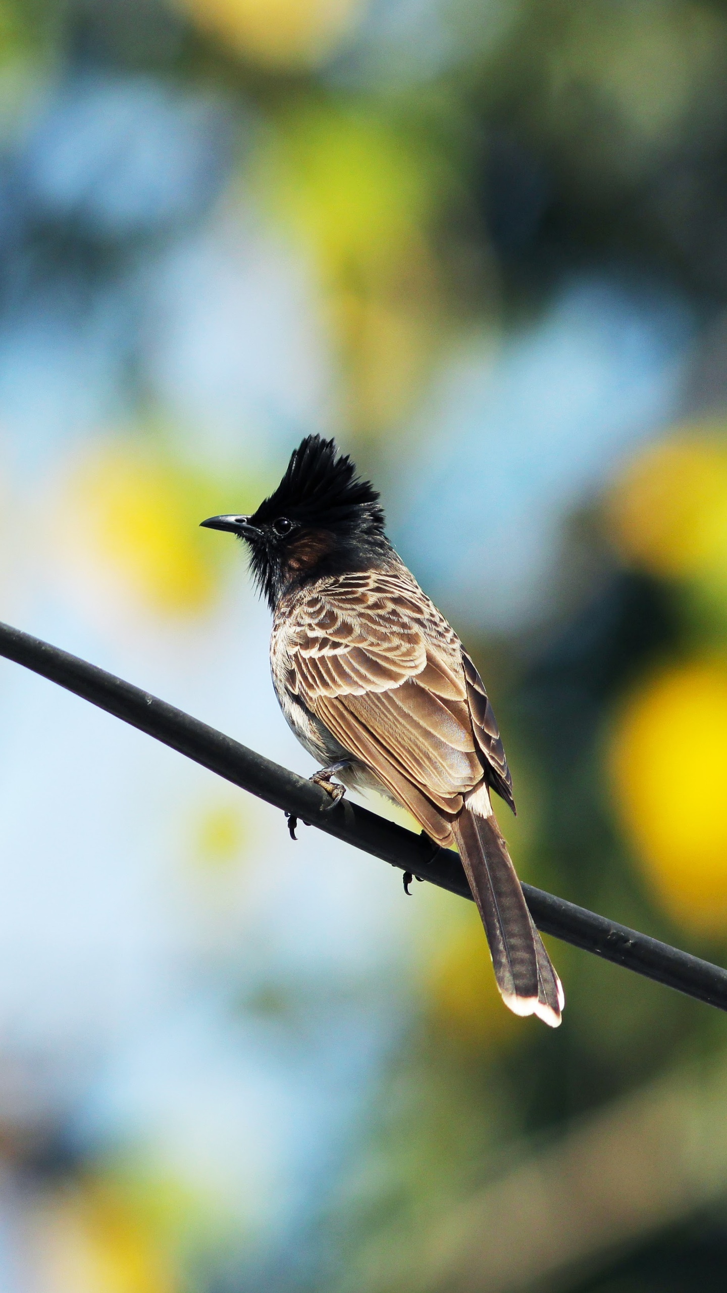 野生動物,鳥