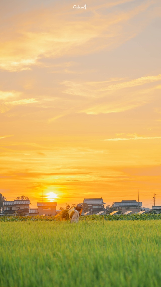 田野,夕陽