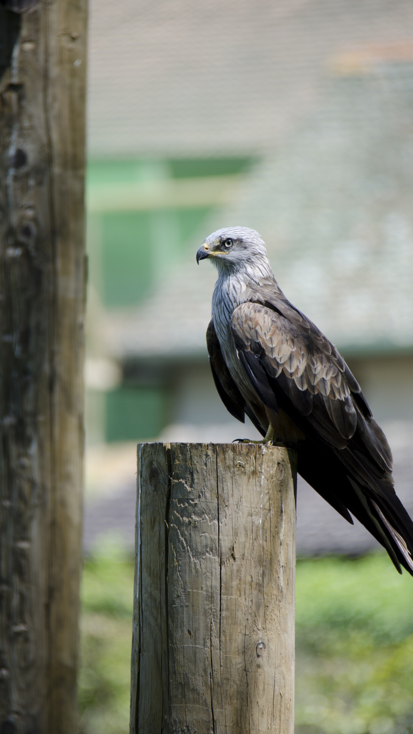 野生動物,鳥,鷹