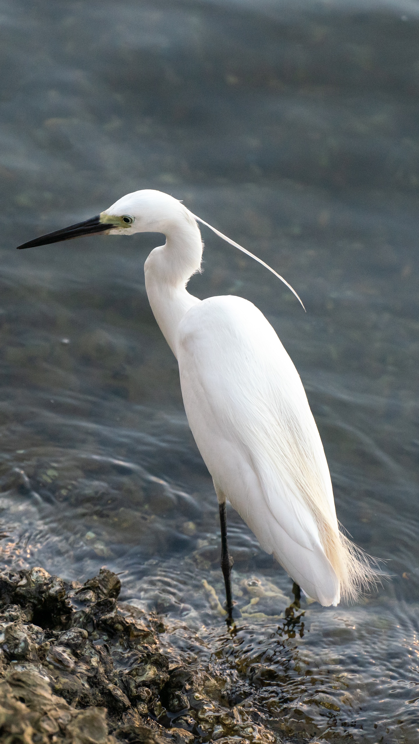 野生動物,鳥,水鳥