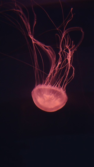 水母,海洋生物微信墙纸