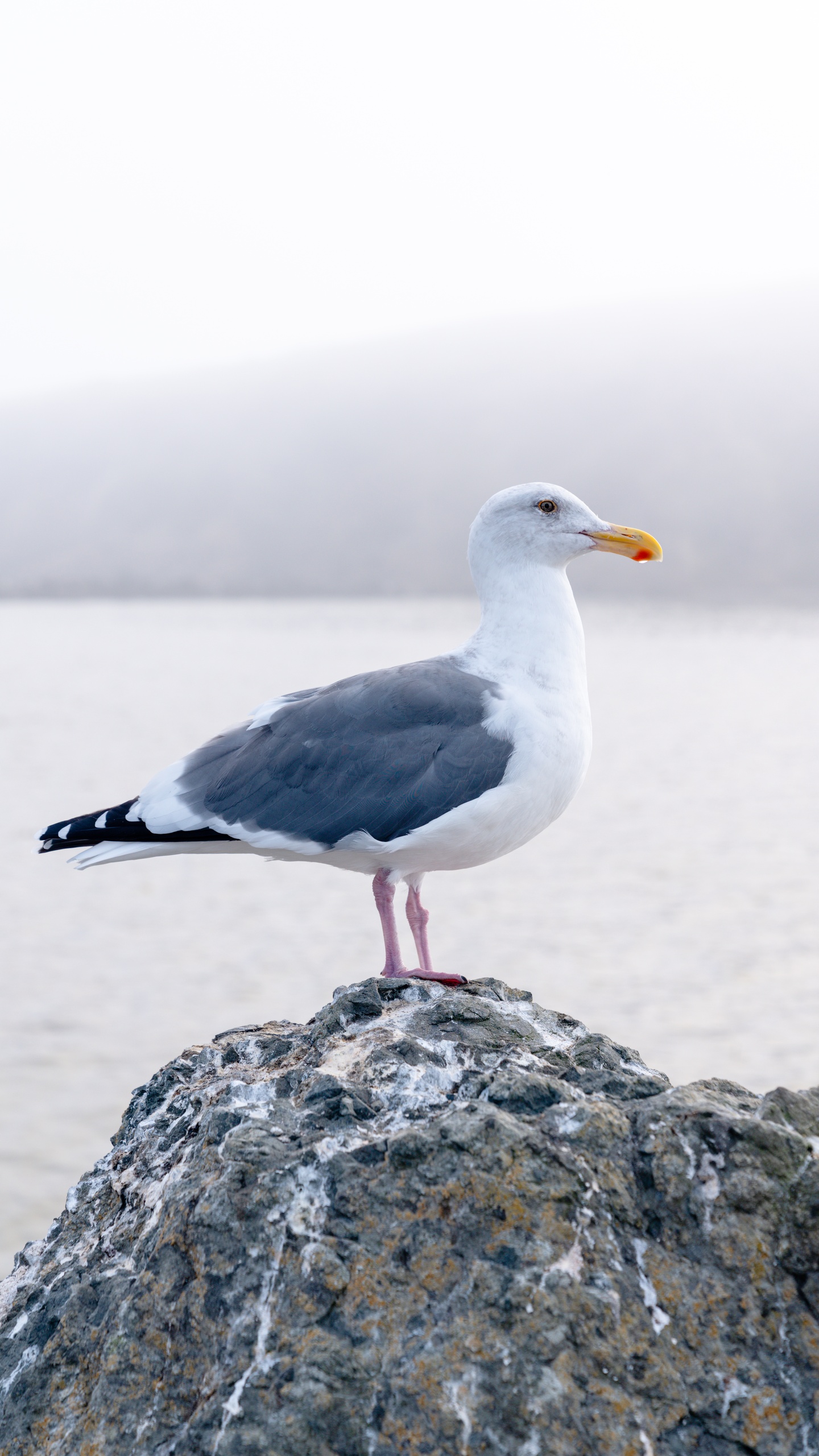 野生動物,鳥