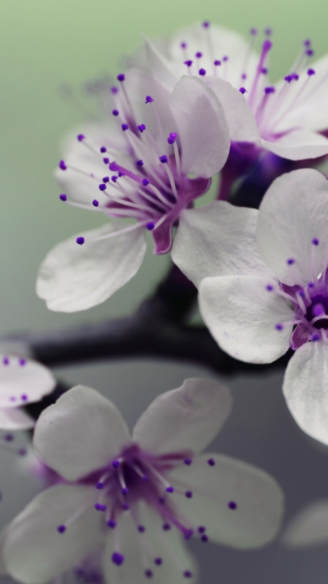 微信聊天背景簡約淡雅 開花 花瓣 自然 花 盛 植物 花園壁紙