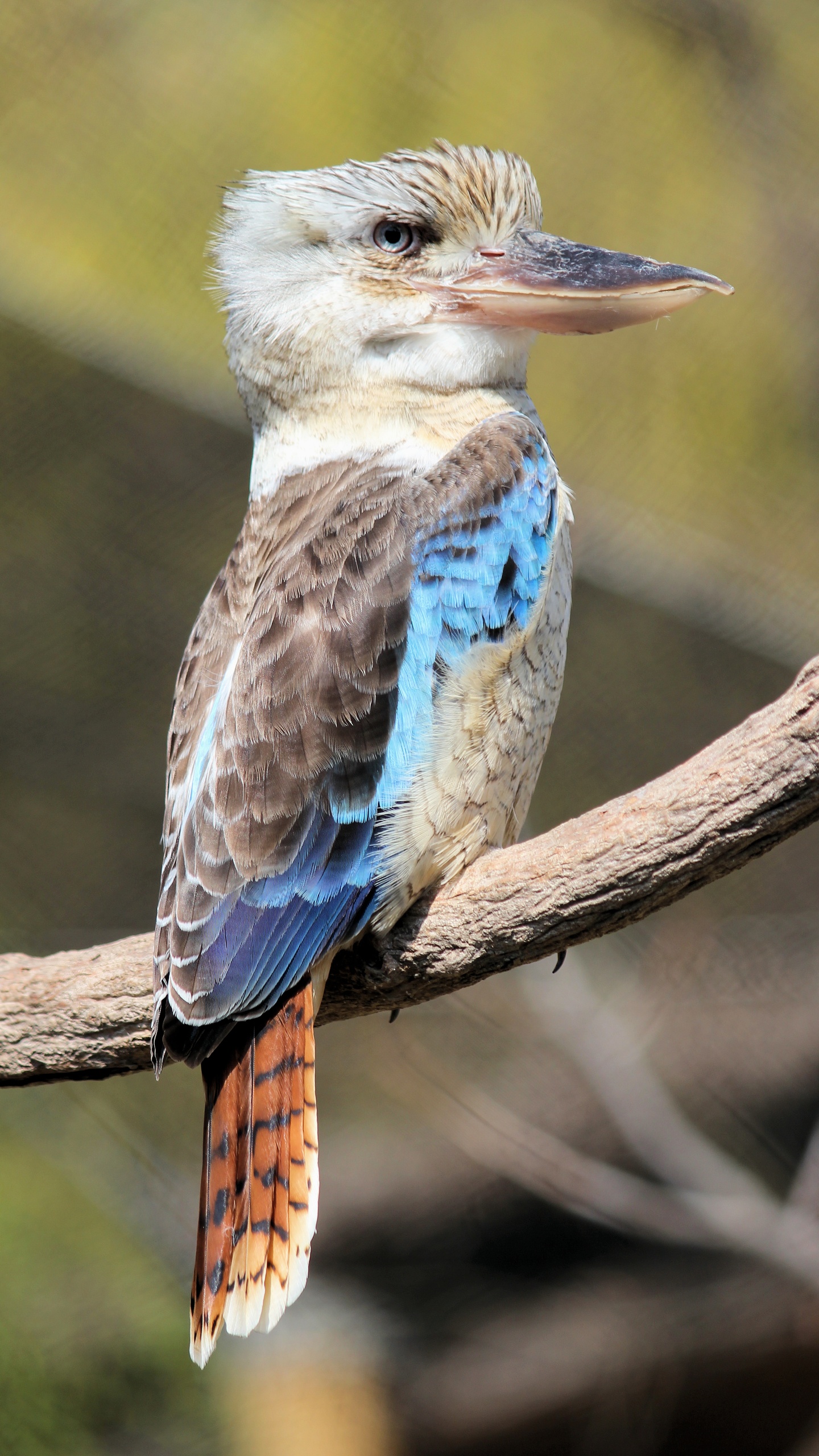 野生動物,鳥