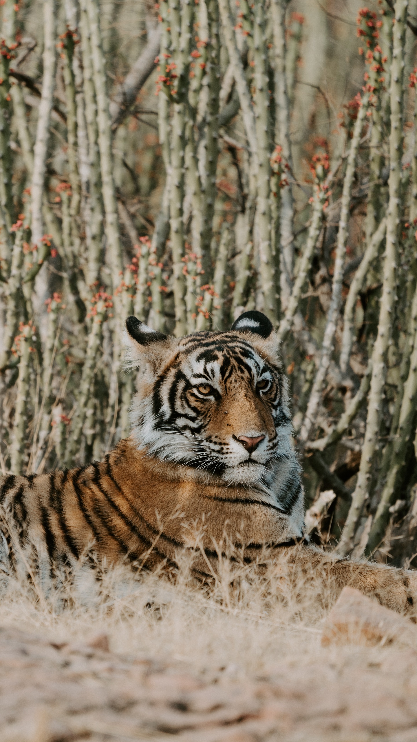 野生動物,老虎