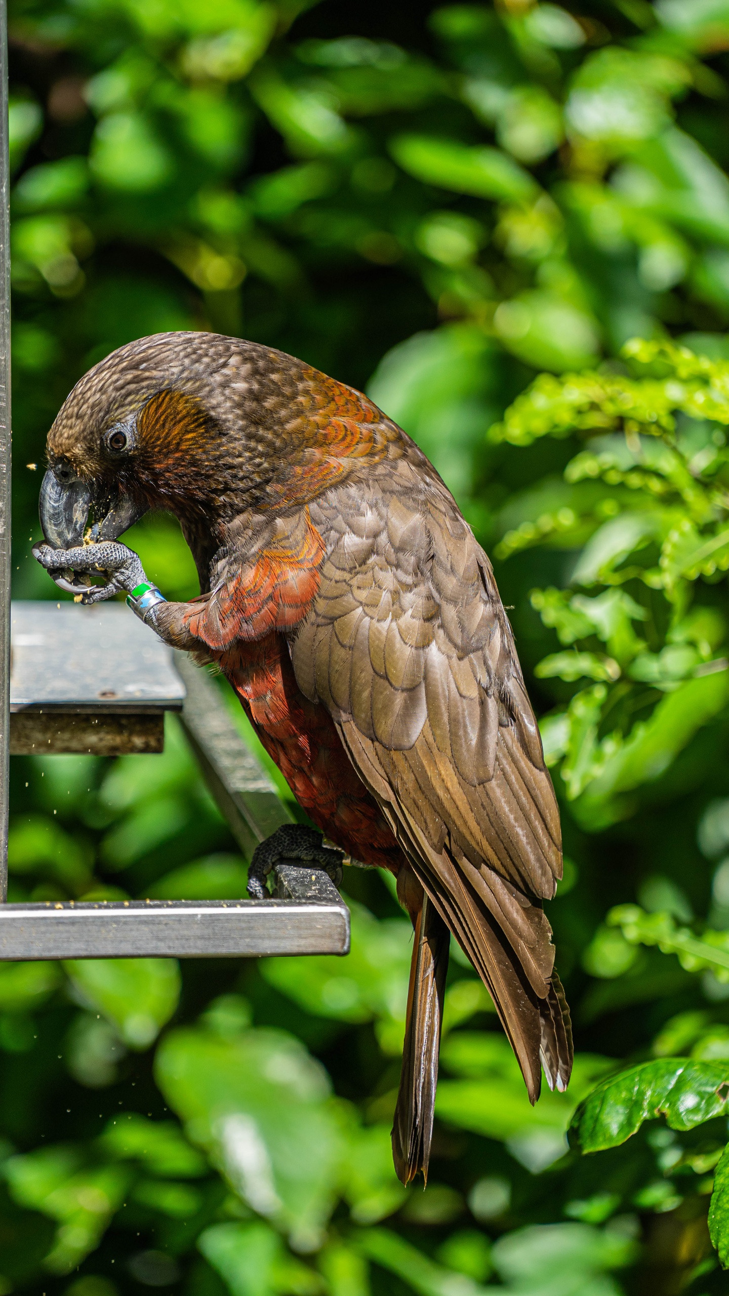 野生動物,鳥