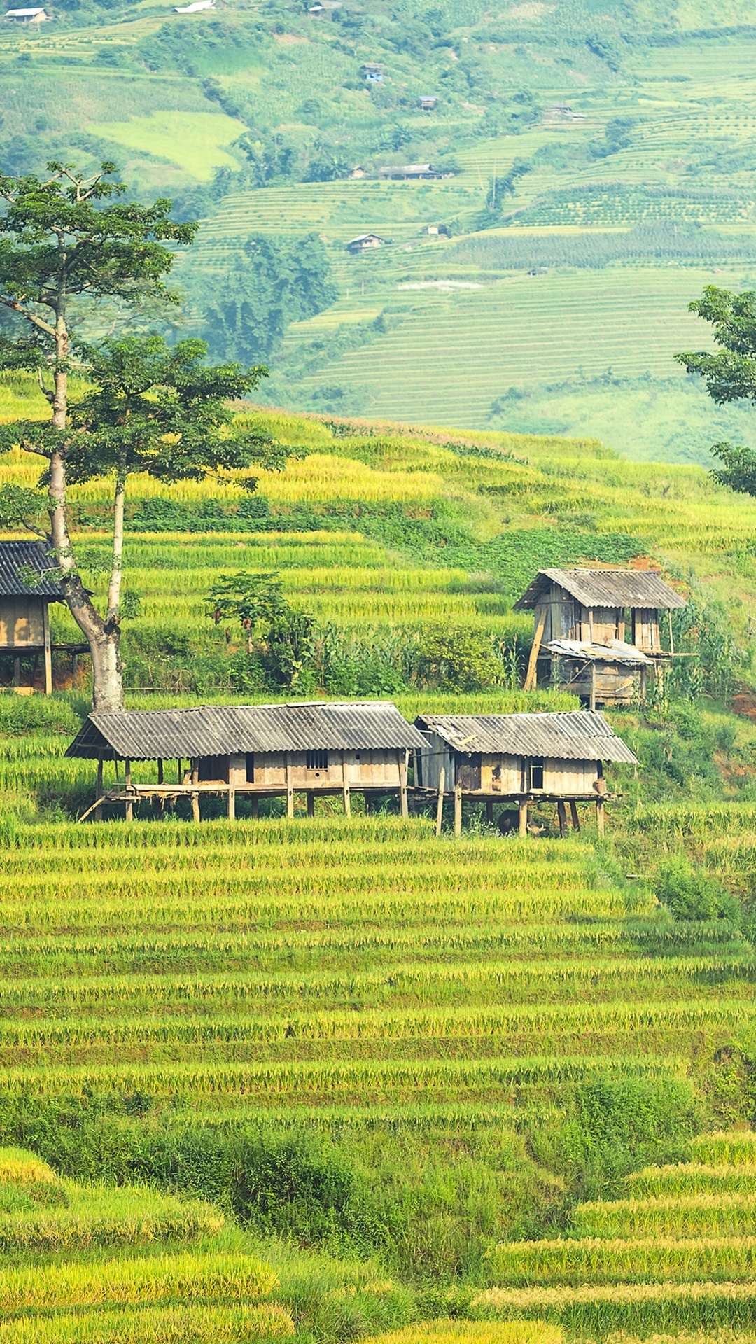 梯田,農家