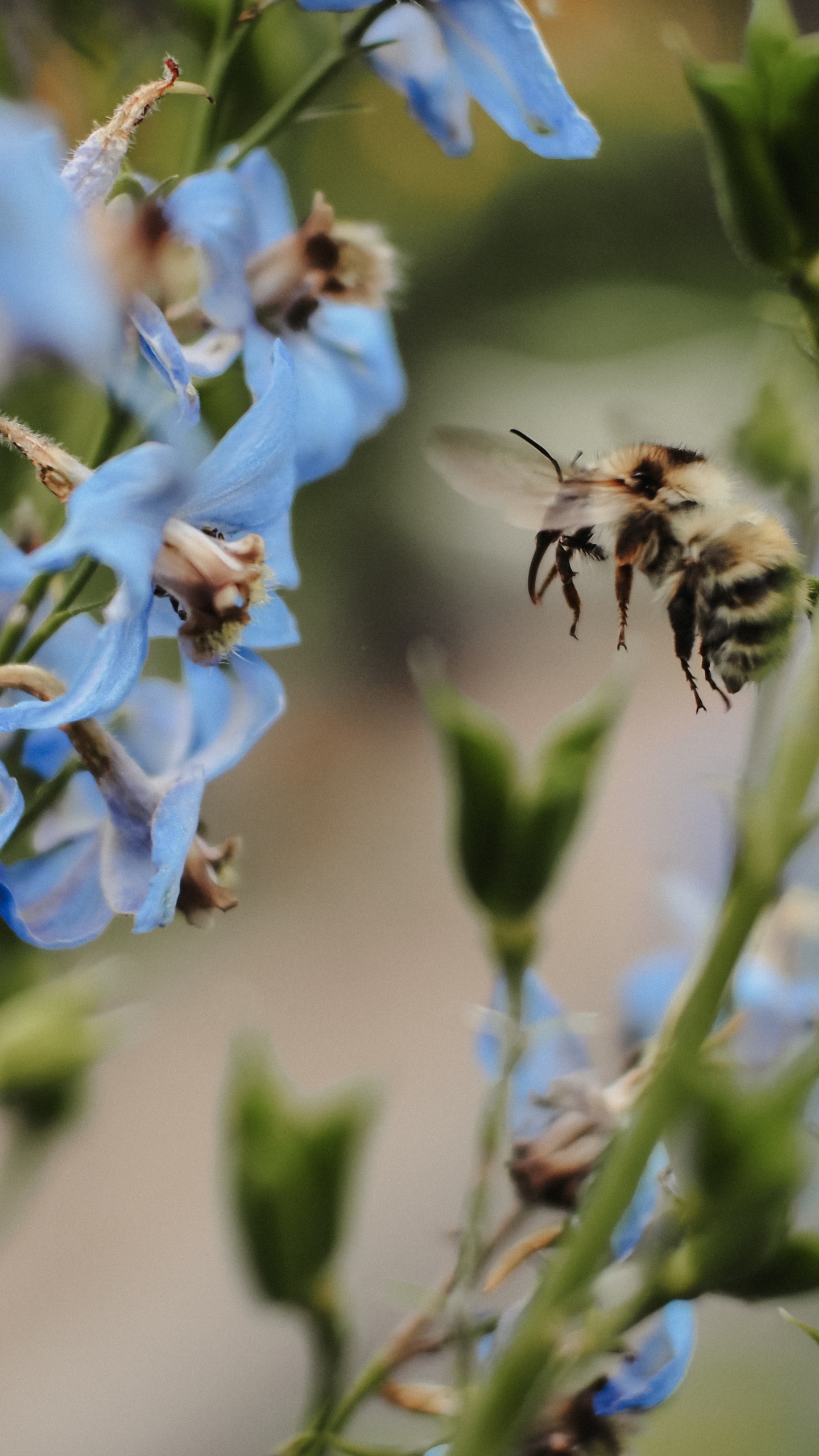 野生動物,蜜蜂