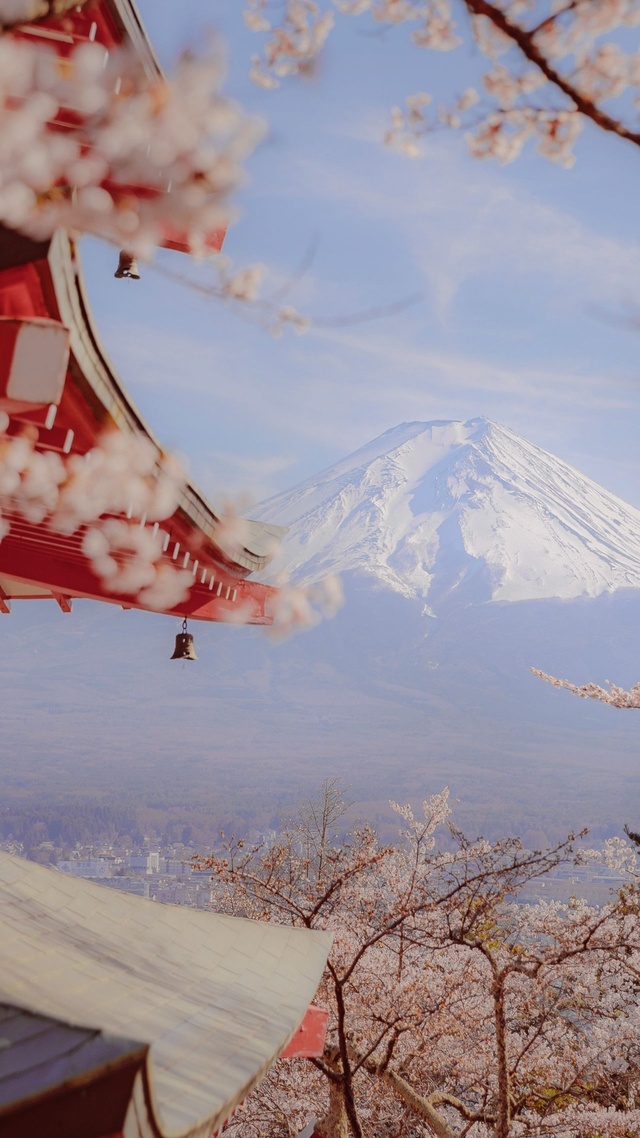 富士山,櫻花