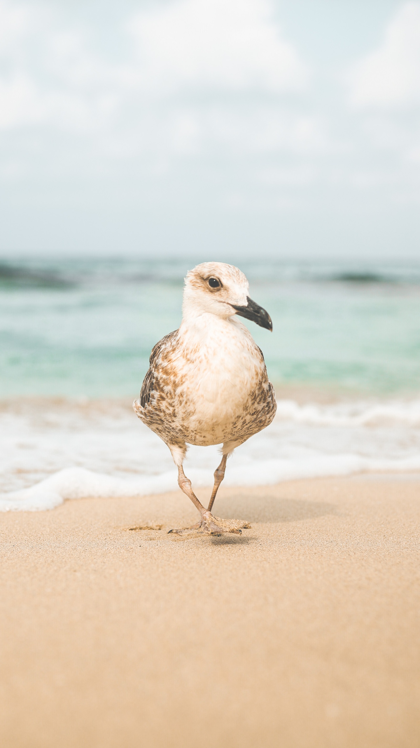 野生動物,鳥