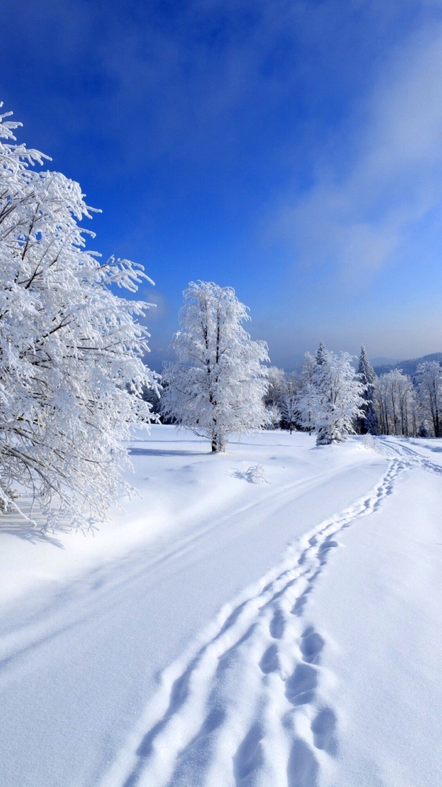 雪地,冬天