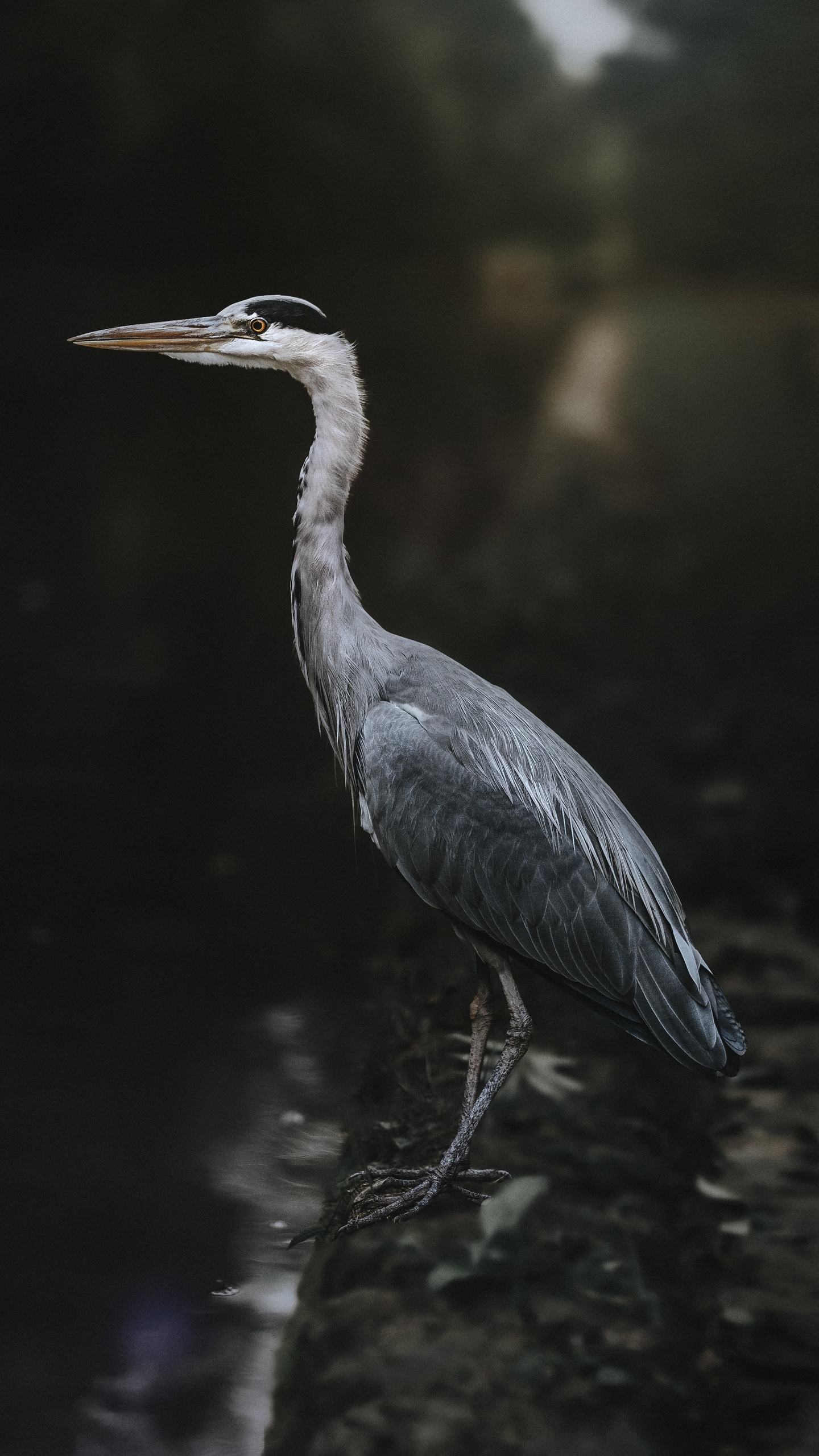 野生動物,鳥,水鳥