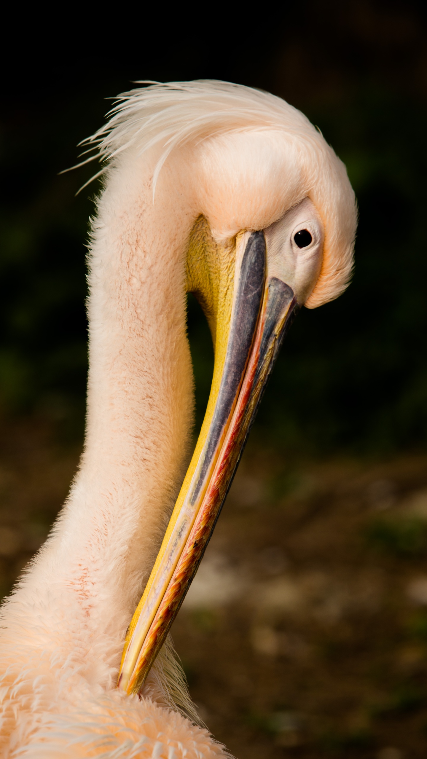 野生動物,鳥