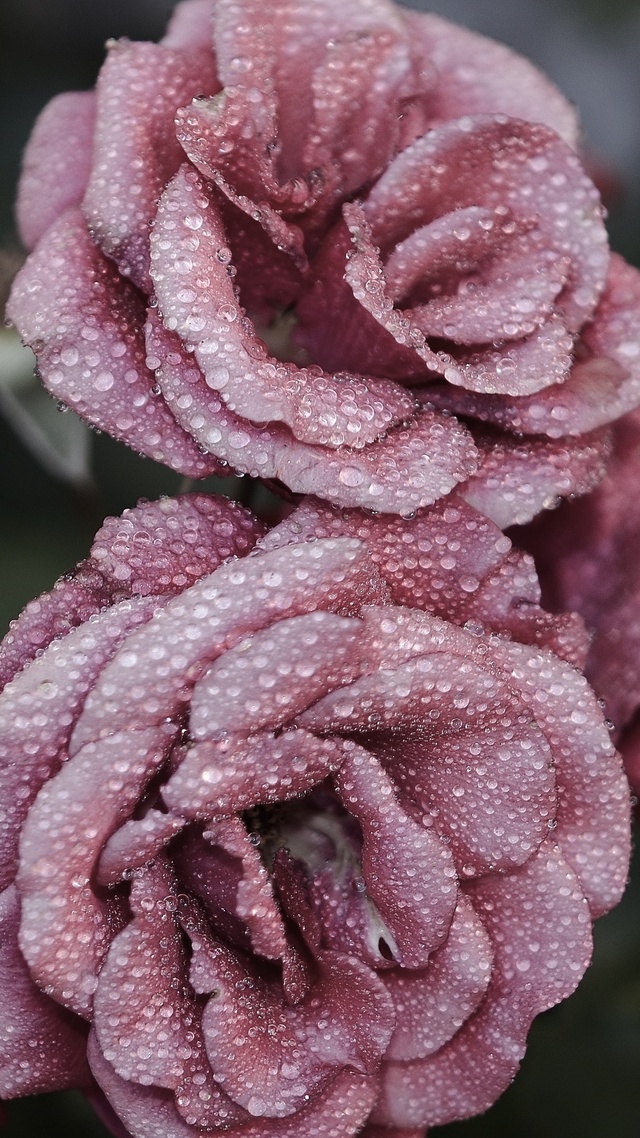 愛情 玫瑰花 粉紅色 自然 水滴 水珠壁紙二次元微信背景圖