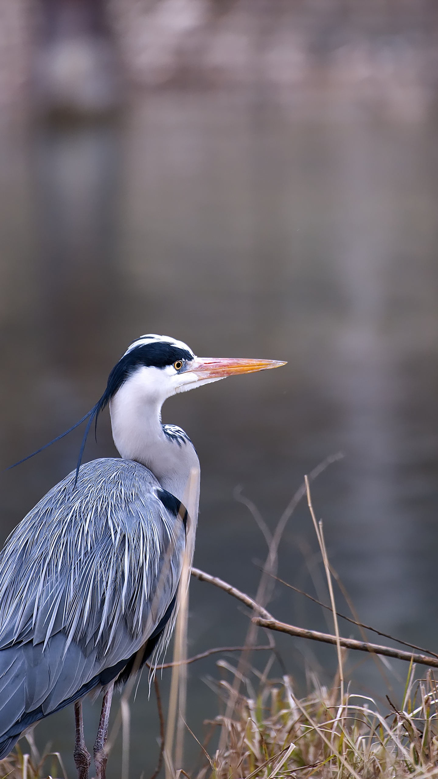 野生動物,鳥,水鳥