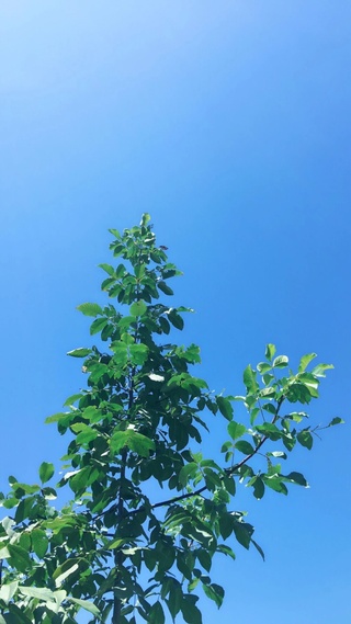 花草树木,天空