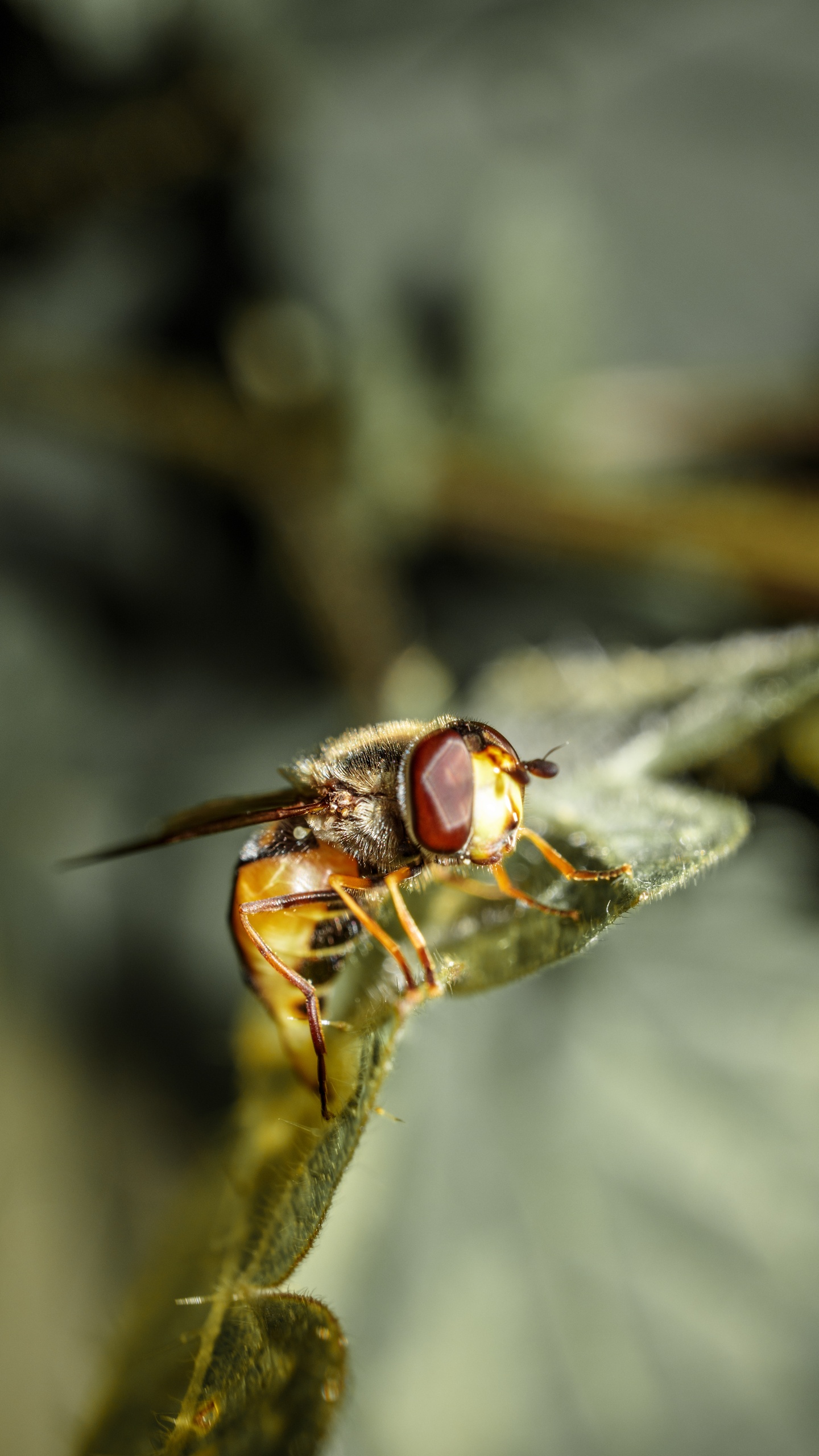 野生動物,蜜蜂