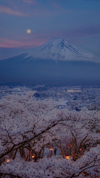 富士山,樱花,夜晚