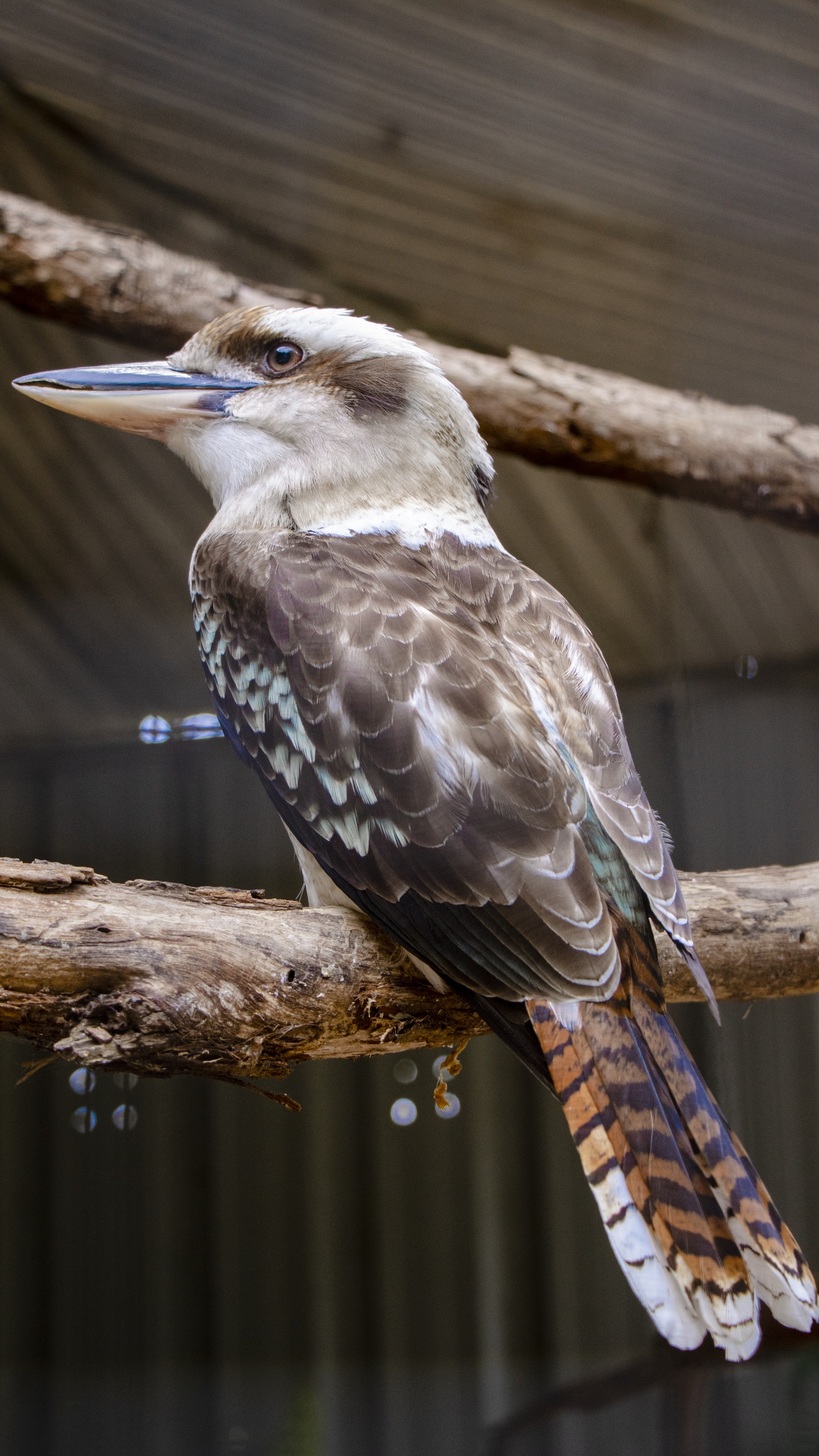 野生動物,鳥