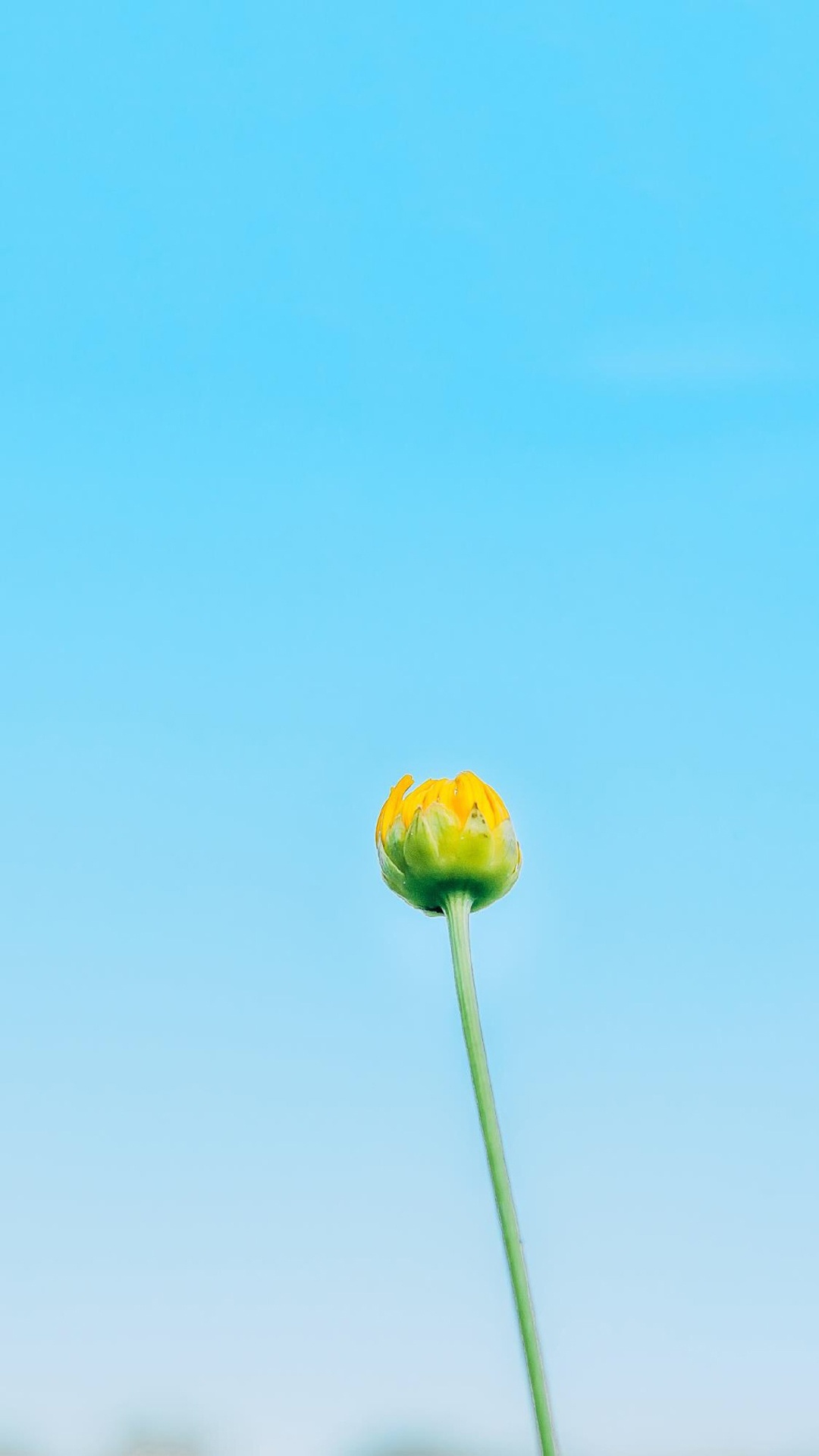 花草樹木,簡約淡雅