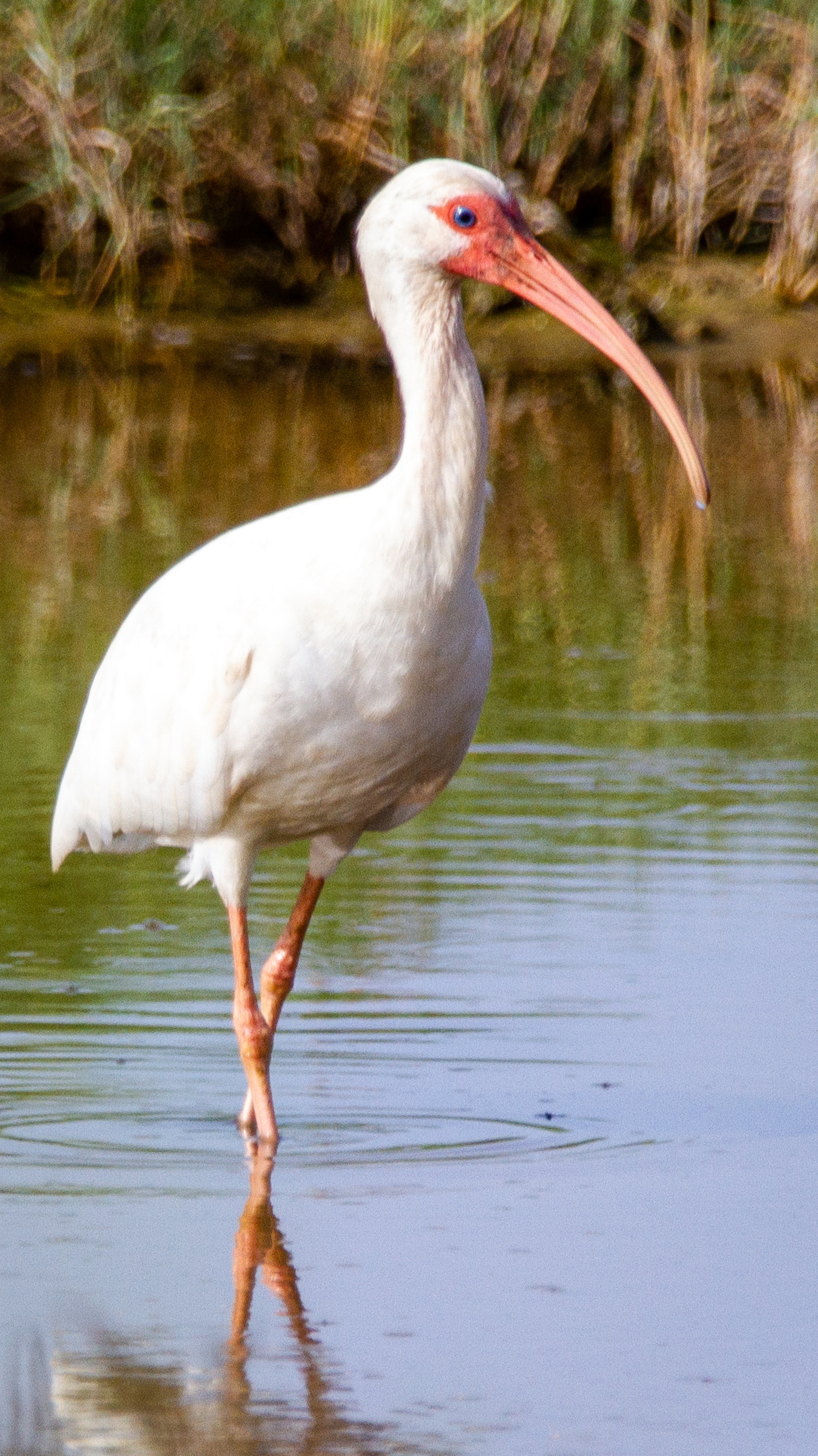 野生動物,鳥