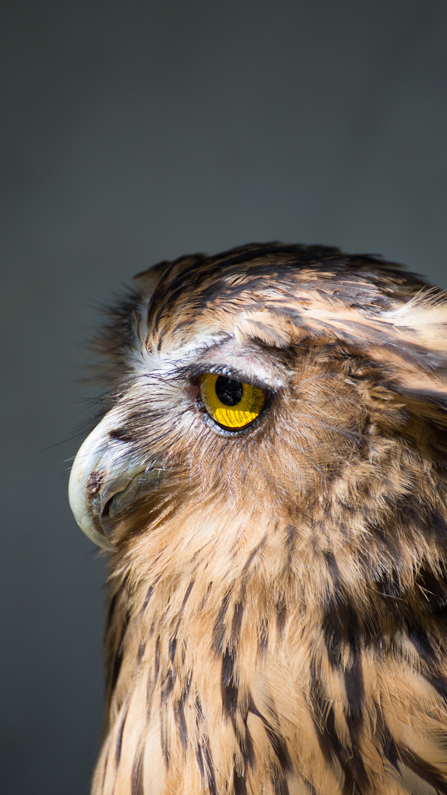 野生動物,鳥,鷹