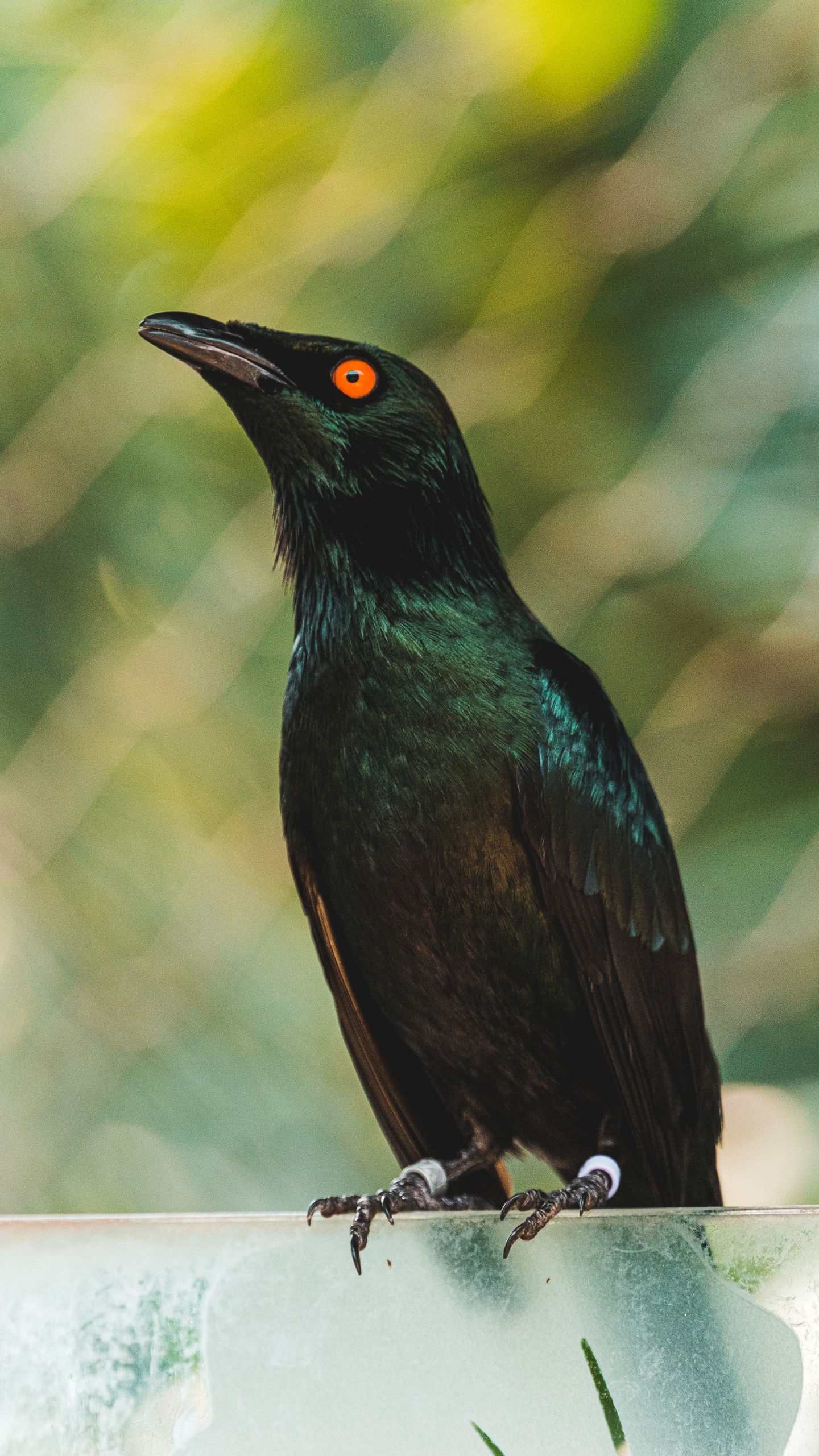 野生動物,鳥