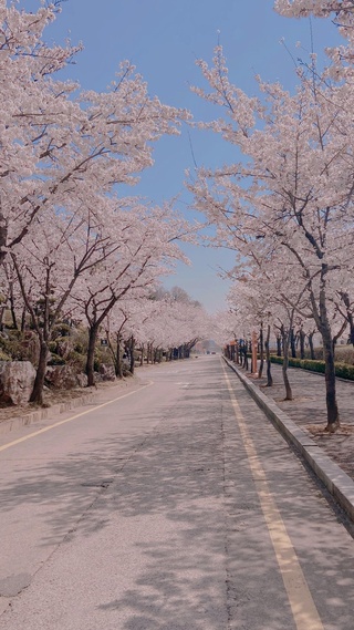 手机屏保壁纸樱花,道路