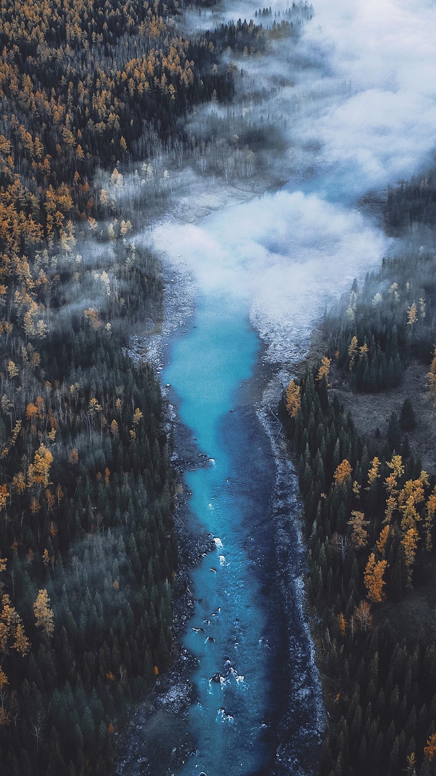 河流,森林,霧