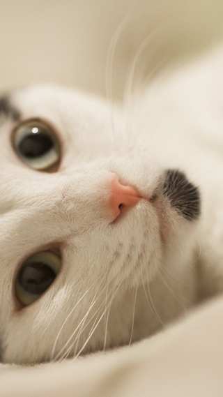 二次元微信聊天背景图猫可爱白猫动物肖像动物猫咪小猫壁纸免费下载 Cc手机壁纸