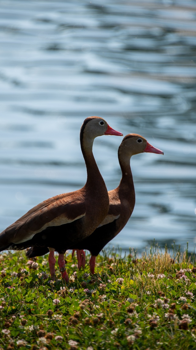 野生動物,鳥,水鳥