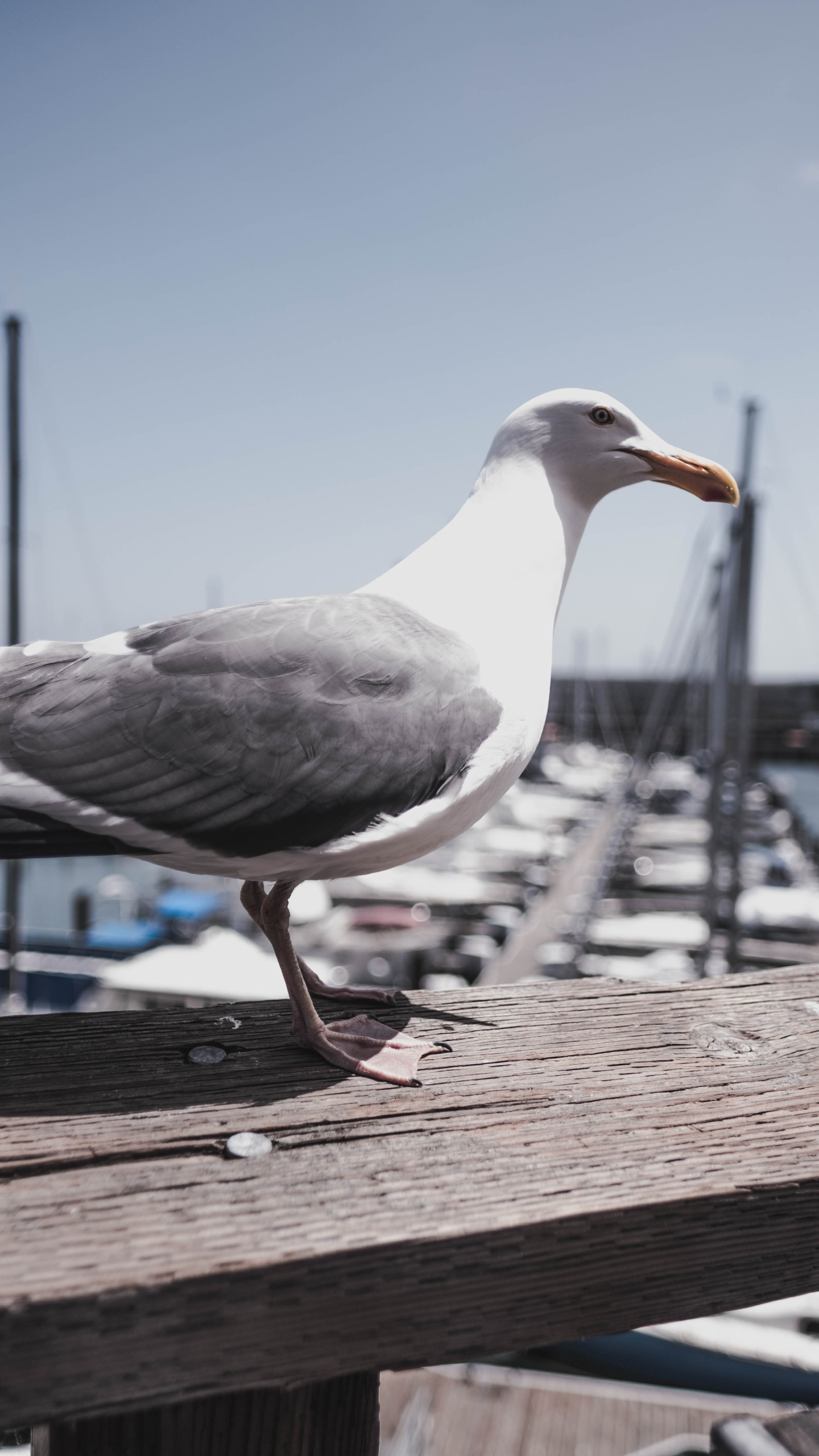 野生動物,鳥,水鳥